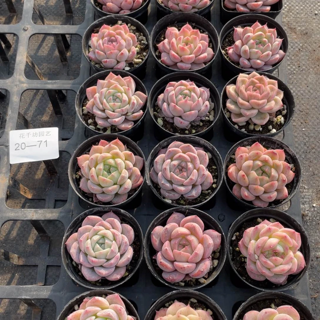 一物一拍18棵20-71