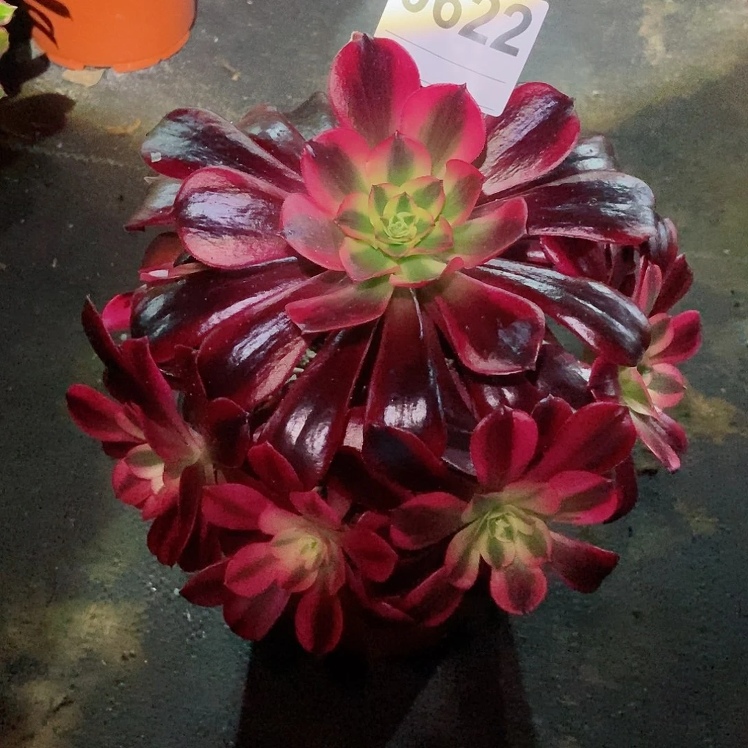 红陶忘*草0622美杜莎小颗多肉3