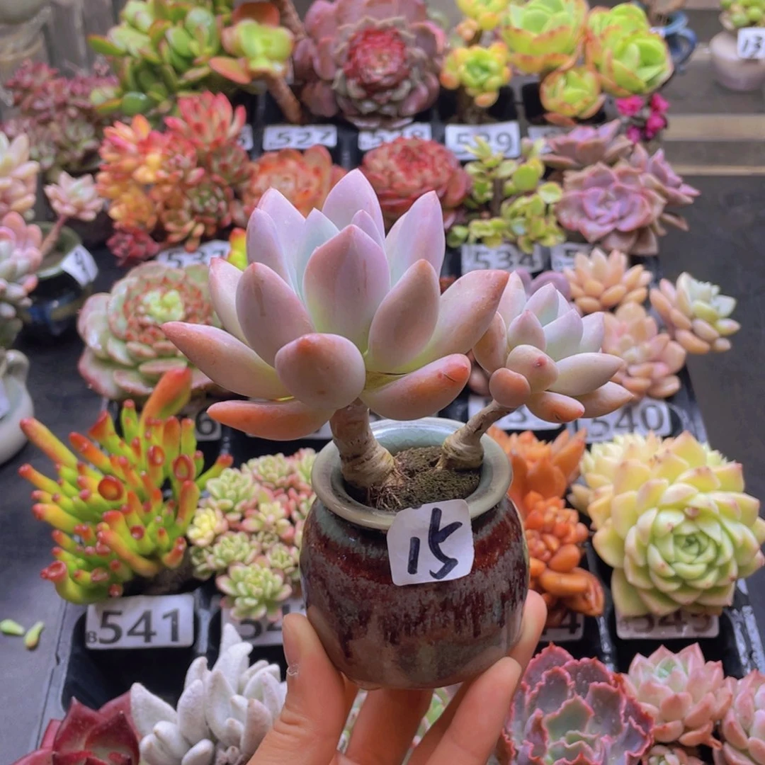 I****彤花器花器花器花器