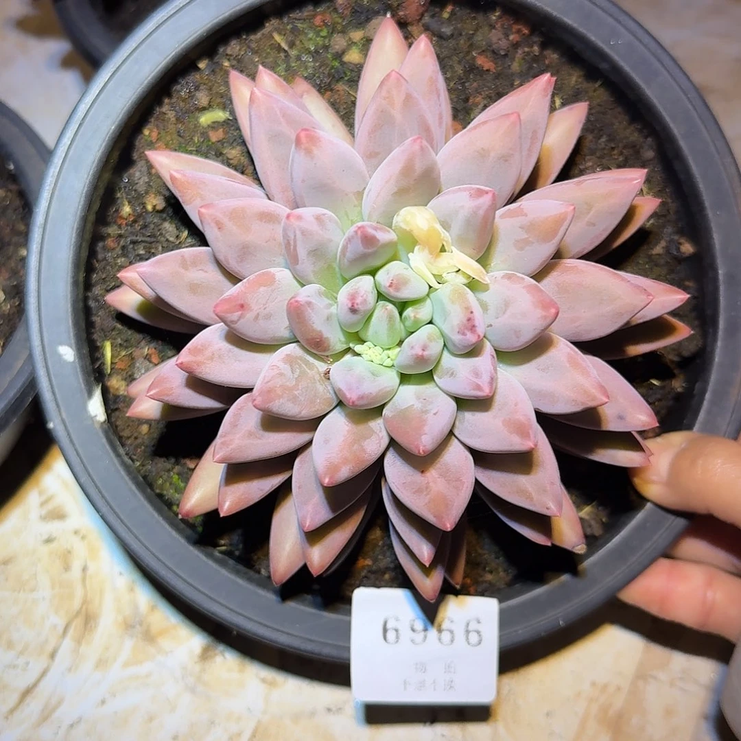 吴***6966号水晶球杂交多肉