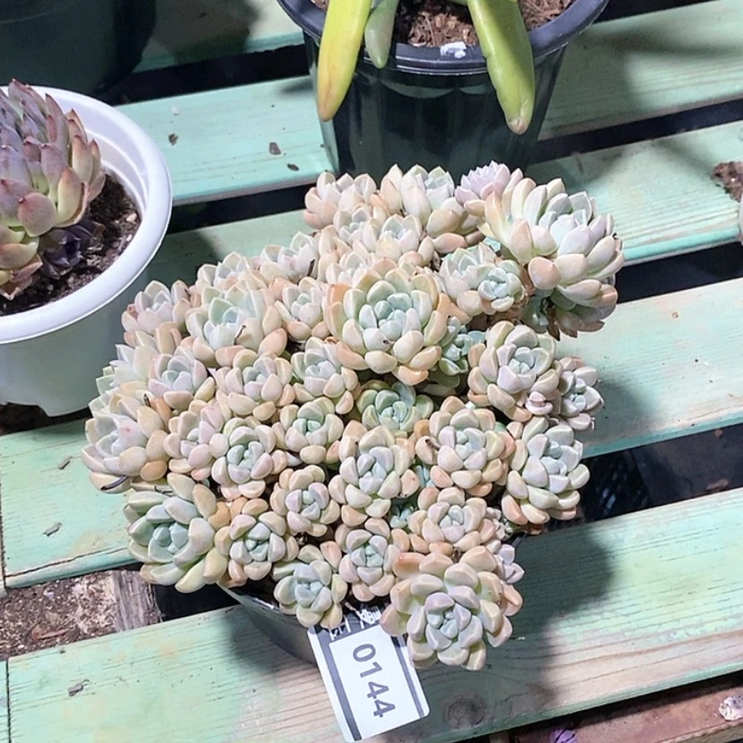 【闪购商品】鹅卵石0144