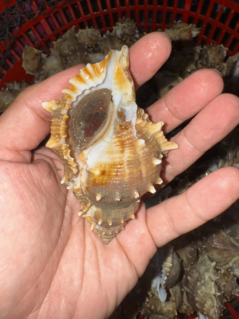 汕尾海捕野生本港（海刺螺）保鲜保肥不保活