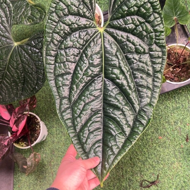 不开花植物南美原桩黑奢母本叶长46