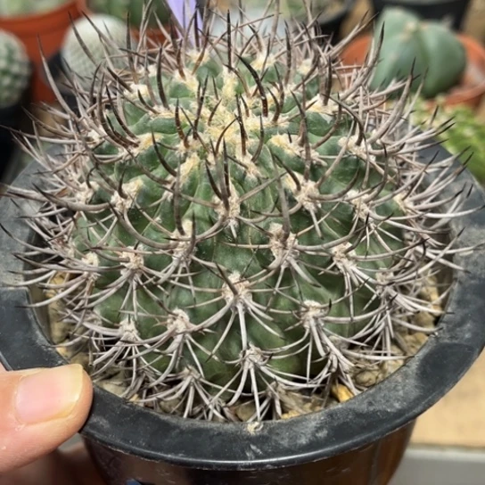 完全开放自根逆豹