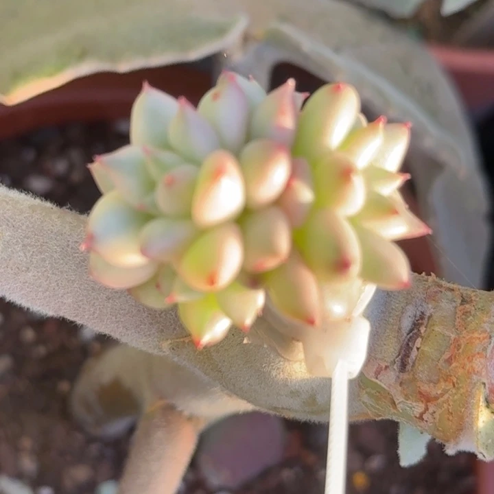 象牙锦白腹轮锦一个侧芽
