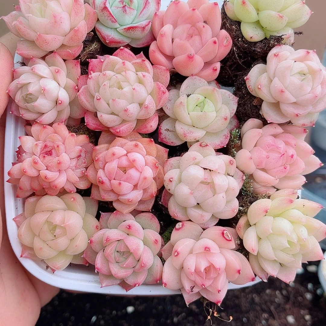 1-572 新疆西藏内蒙不发12.8包邮2-3公分