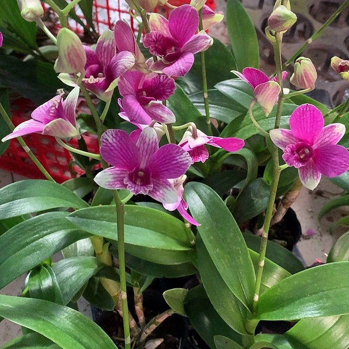 当前无花栽培后可以开花原种兔莉莉大小2苗裸根带花不包损