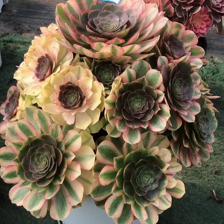 用***姐616雨荷多肉法师