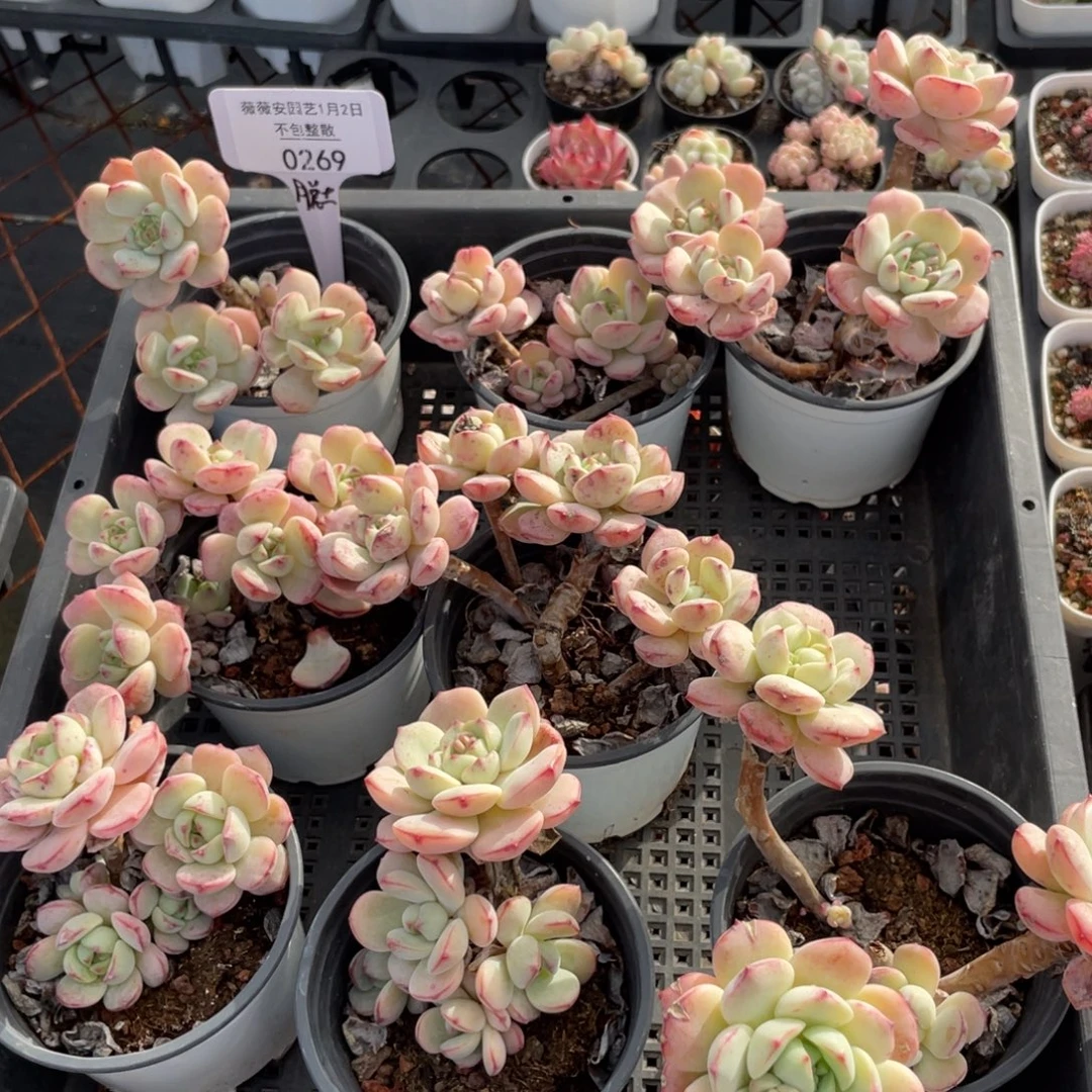 不包整散 盆子不售后0269