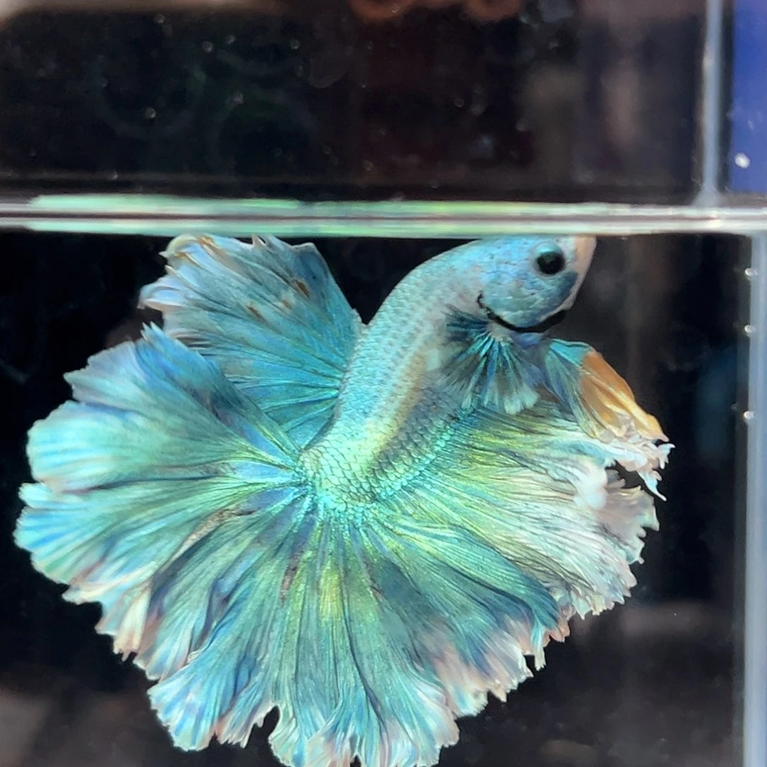 斗鱼9号大尾巴祖母绿