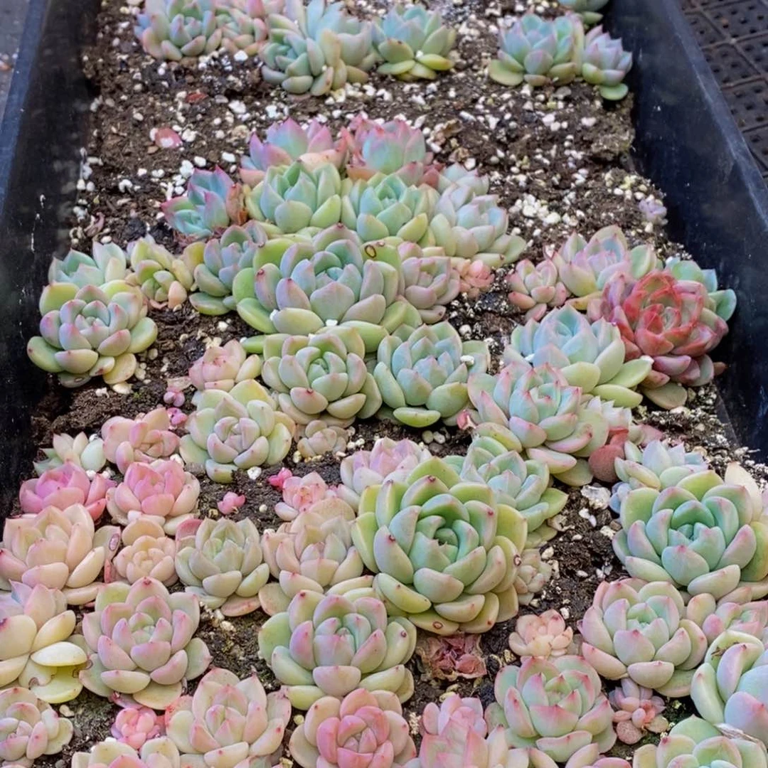 036多肉植物保护研究所所长助理