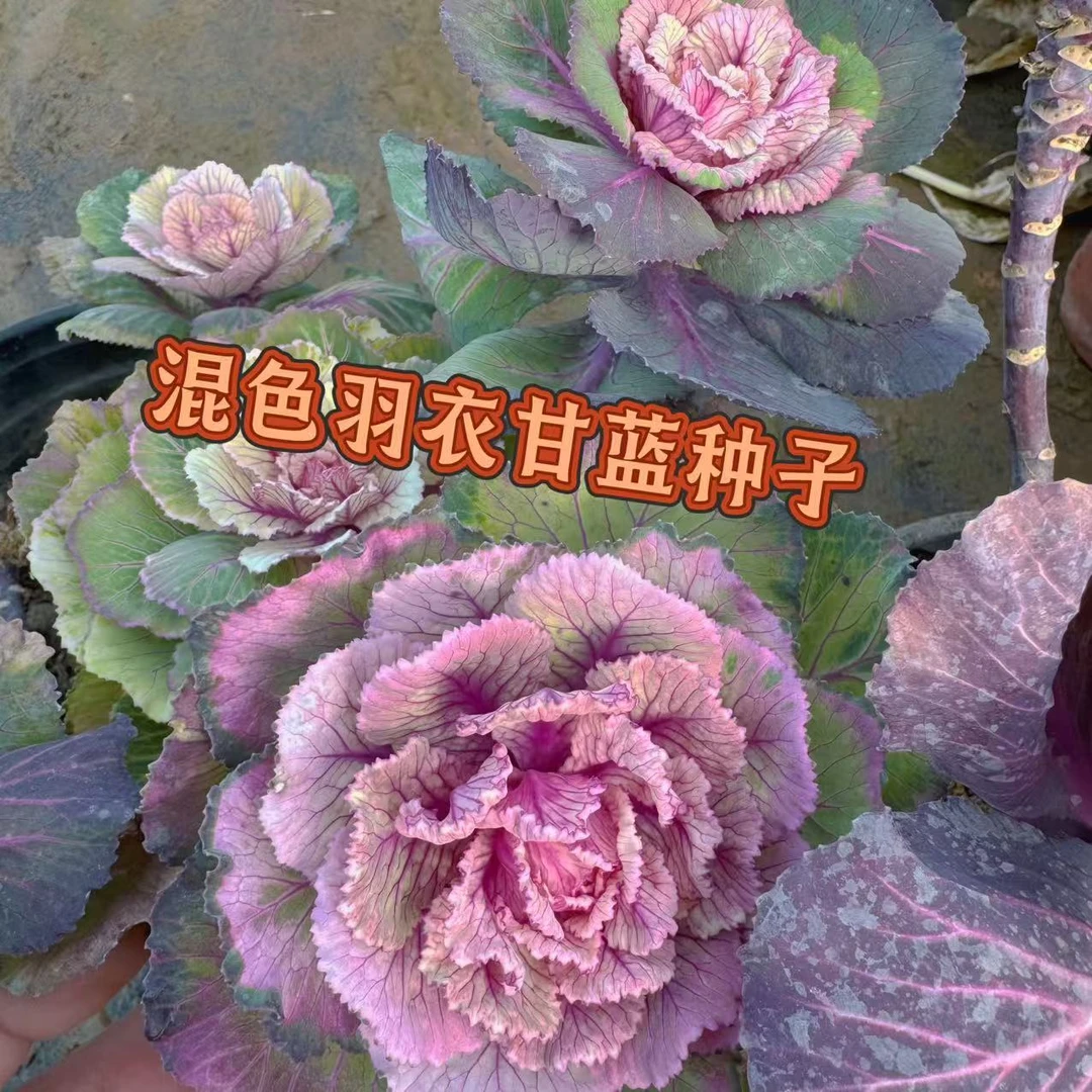羽衣甘蓝冬日玫瑰变异炫彩种子一代