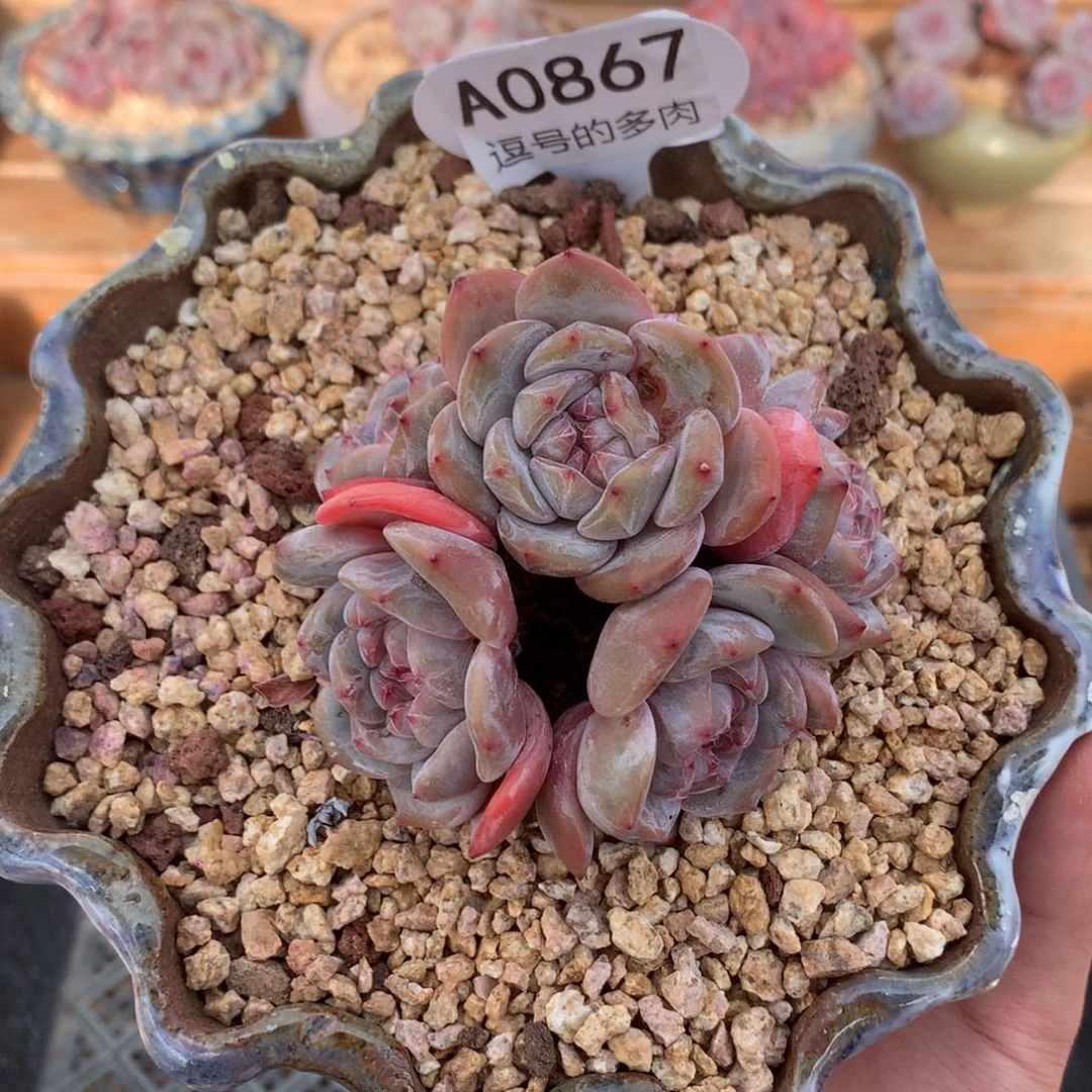 A0867 石榴籽 群生 有砍 9cm