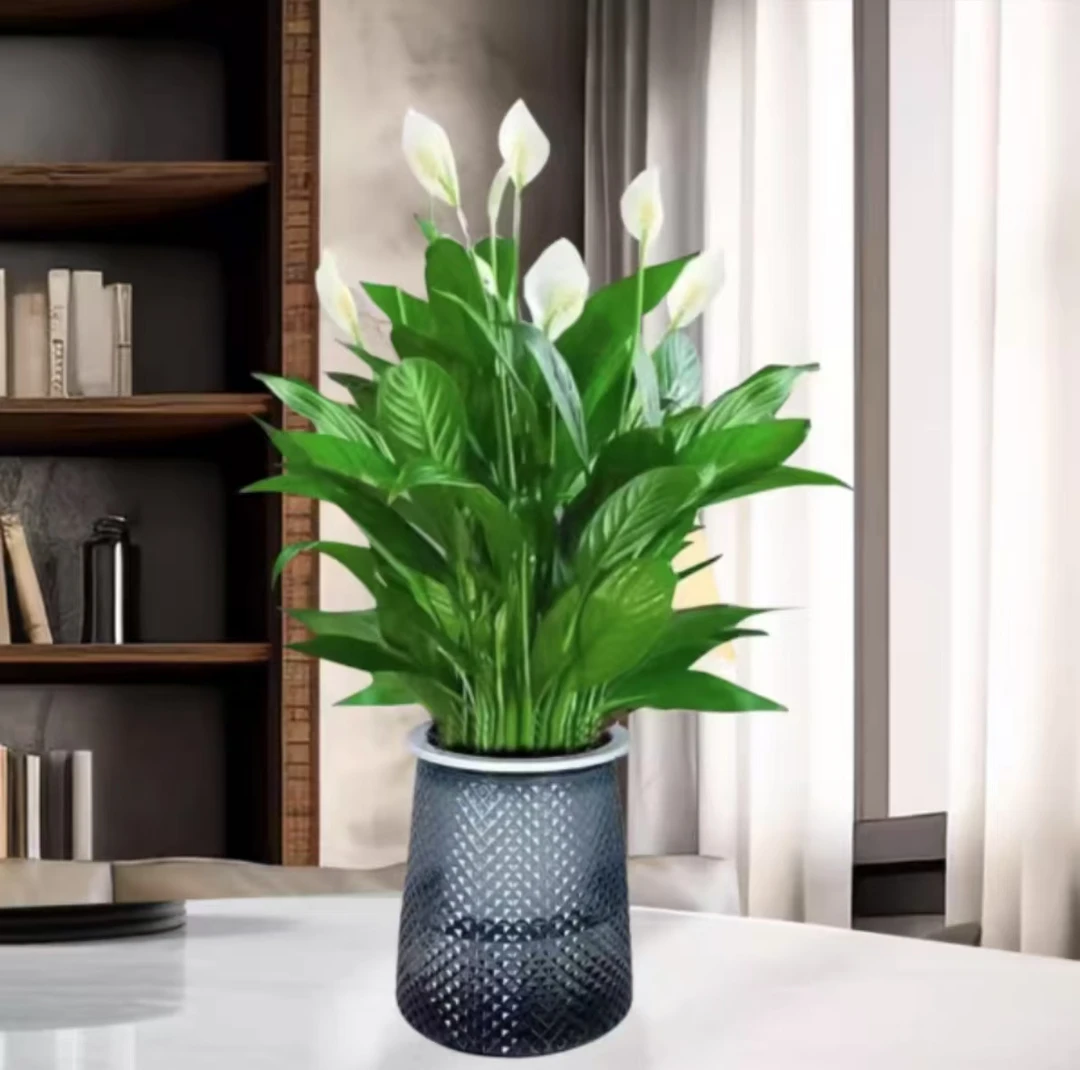 白掌繁星盆一帆风顺盆栽室内花卉绿植水养四季开花新手好养易活