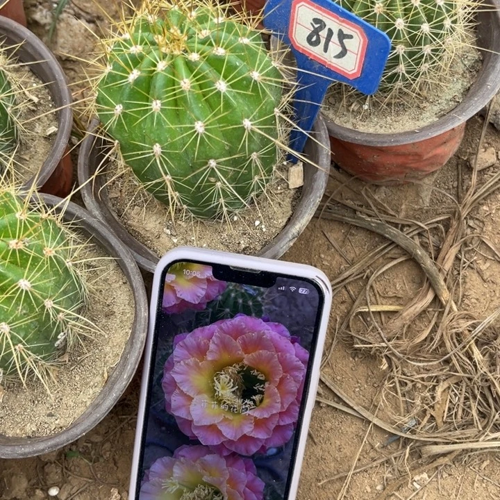 815，毛花柱704。。。