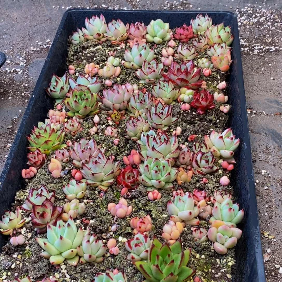 733多肉植物保护研究所两年