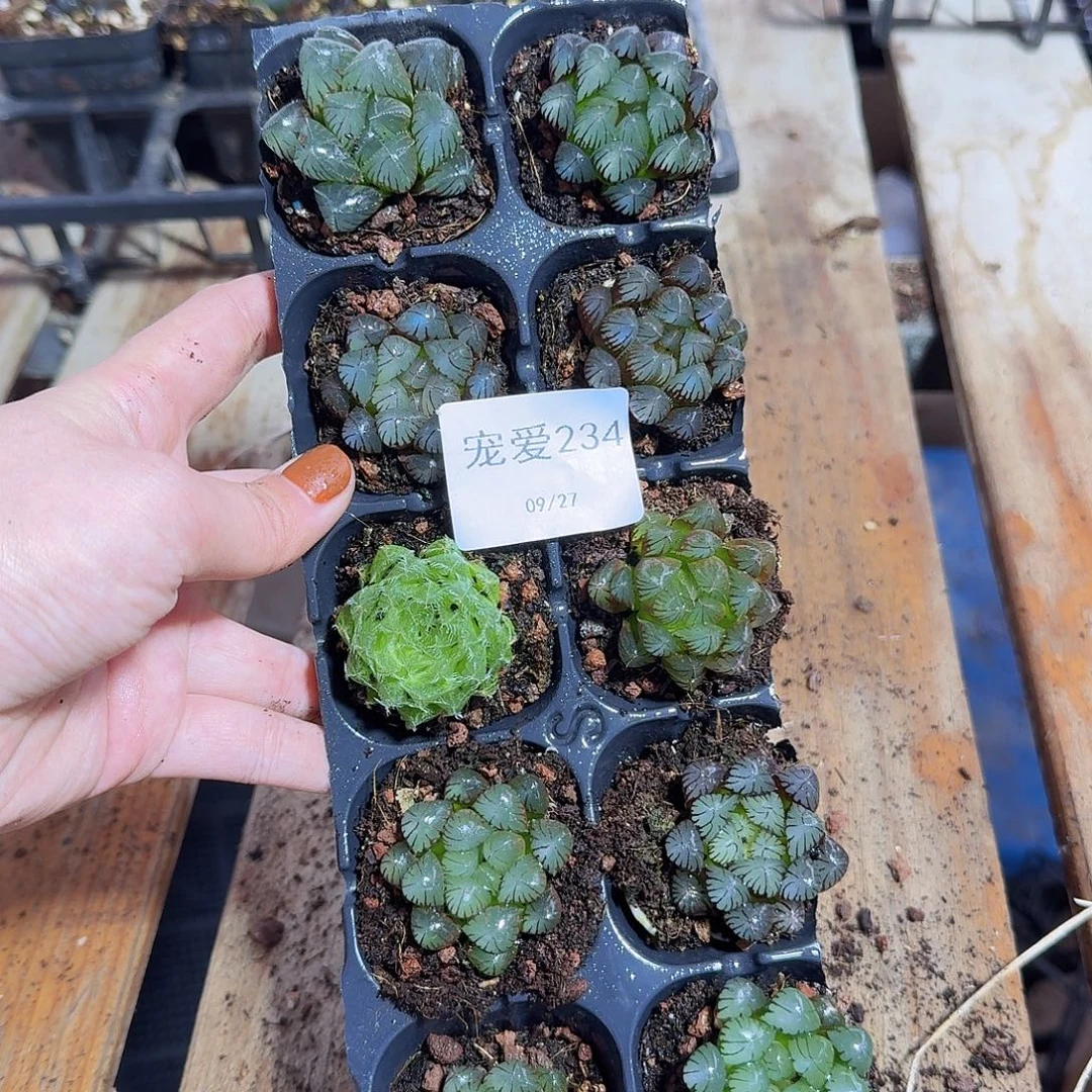 直播福利一物一拍234