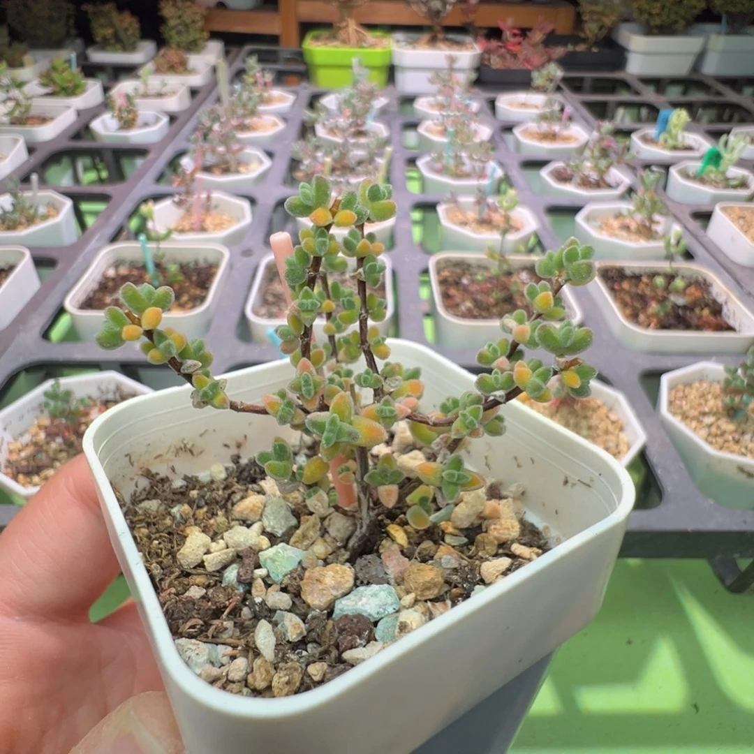 福利，436月曲，小两年，拍下不退不换