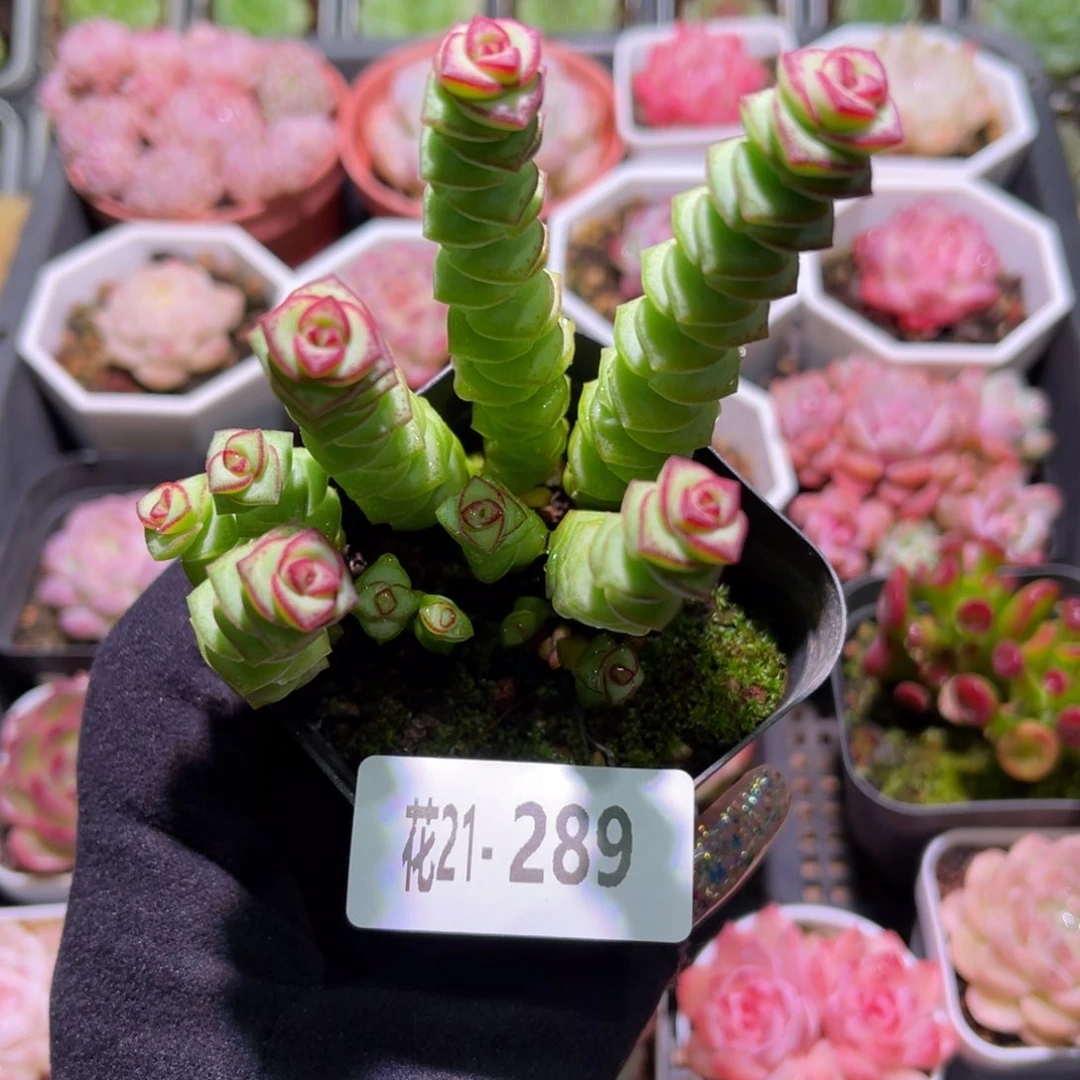 花利美21-289钱串