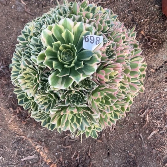 若*698白凤多肉植物花花