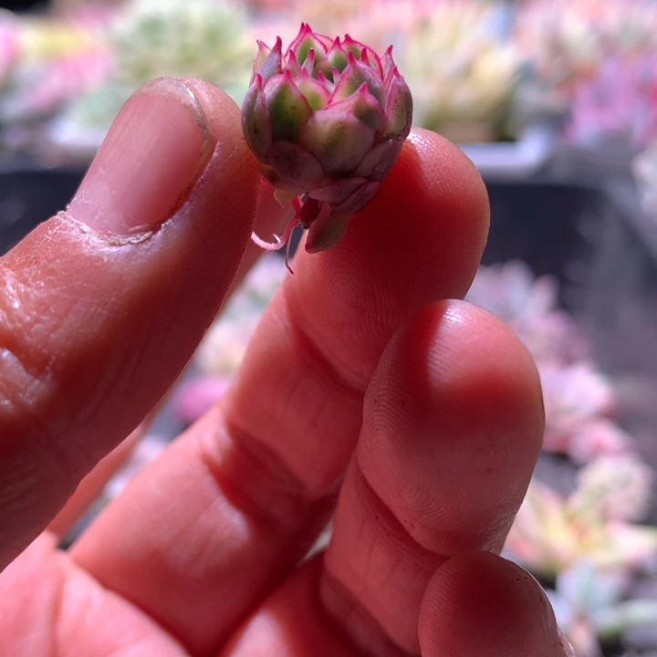 梦幻玫瑰覆轮锦有根