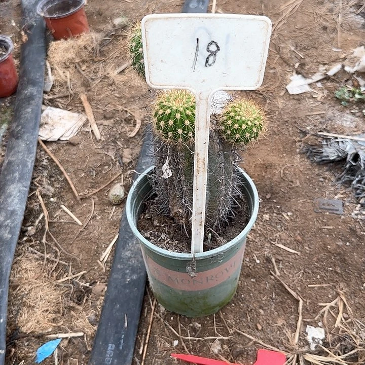 烟***居18号毛花柱马可波罗30得