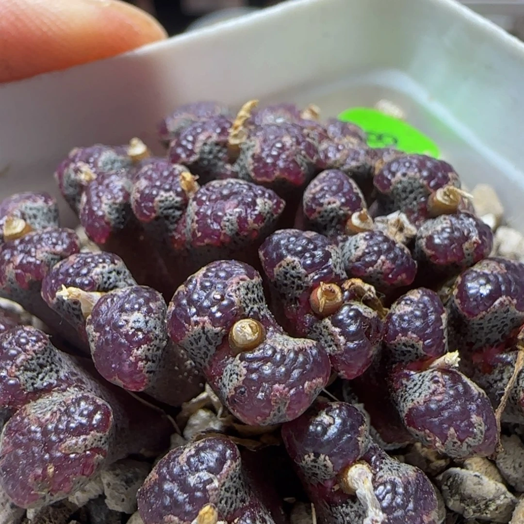 泡泡窗超碟多肉植物58