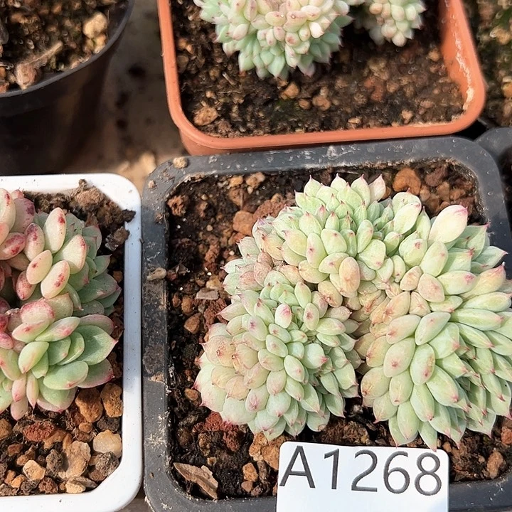 幸运的是你的朋友