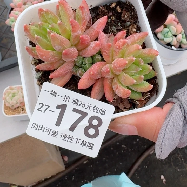 陨石多肉无盆土无盆土无盆土