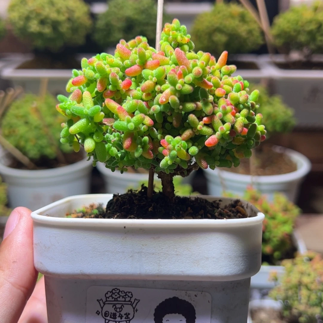 525蜜橘一物一拍带盆土发货