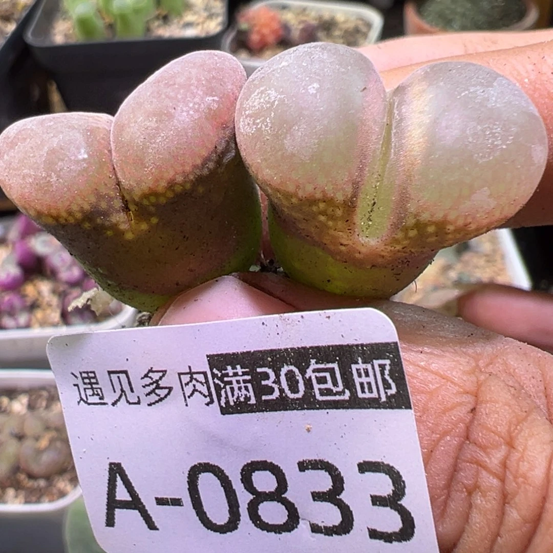 多肉植物111111111111