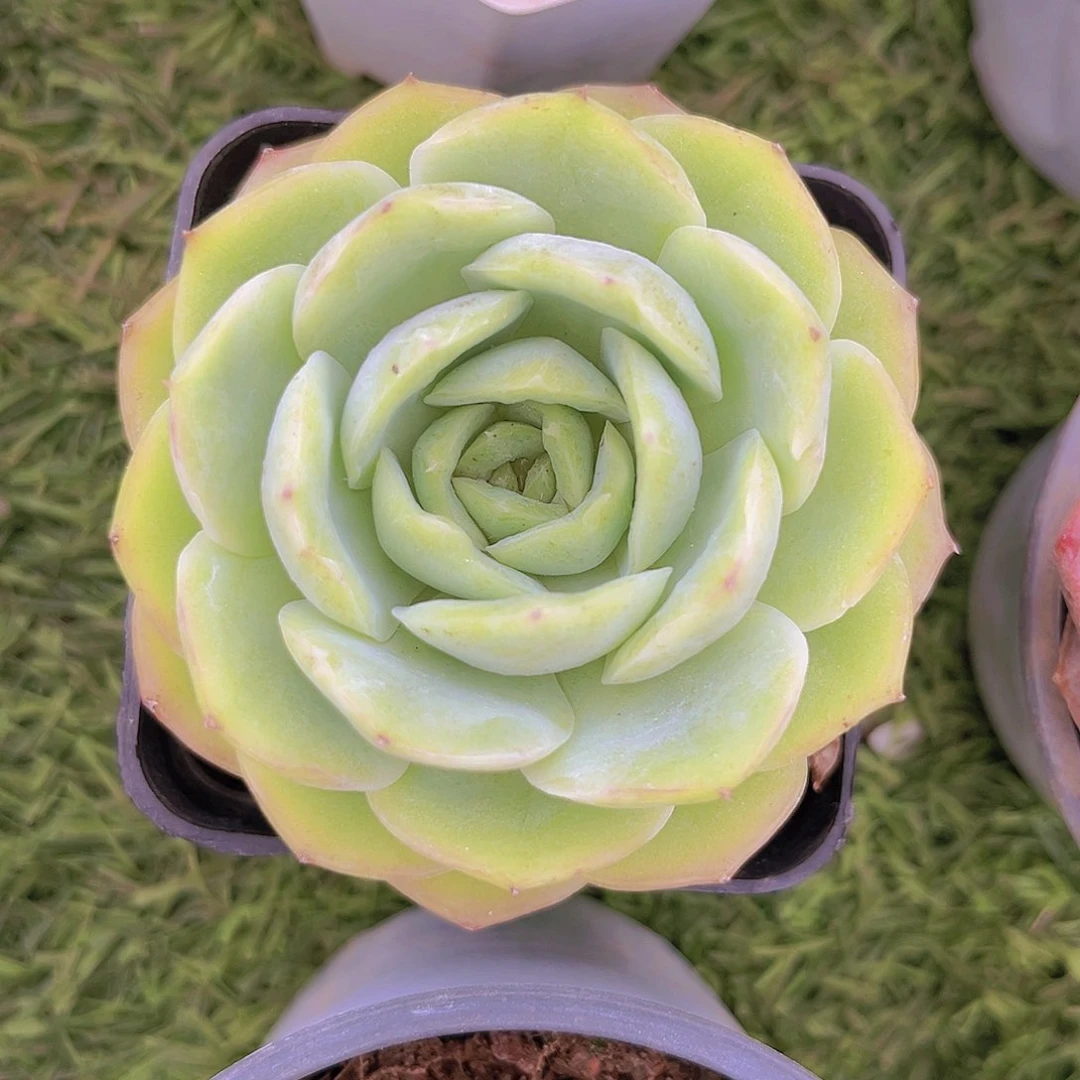 宝宝绿99887888888888