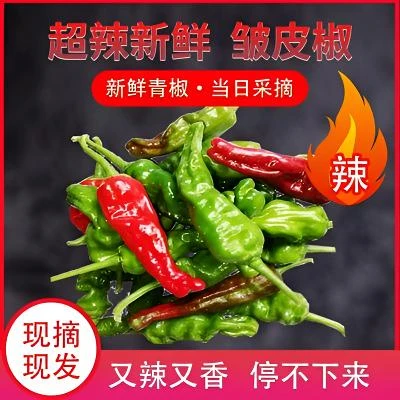 枣庄皱皮螺丝辣椒 薄皮辣椒  山东炒鸡搭配辣椒 顺丰包邮