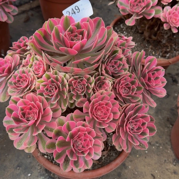 用***00000000249女巫变