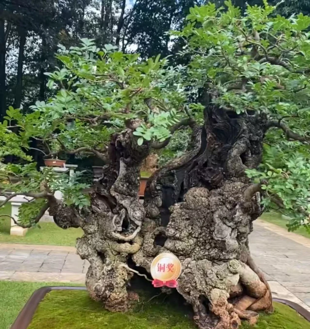黑刺清香木杜鹃等杂木盆景