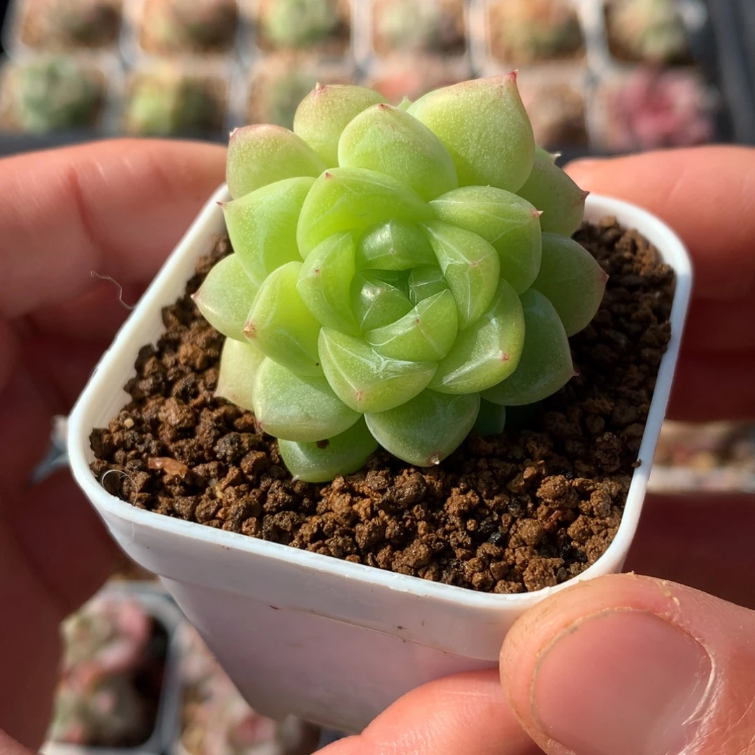 灵鉴。        双头带崽。       36号