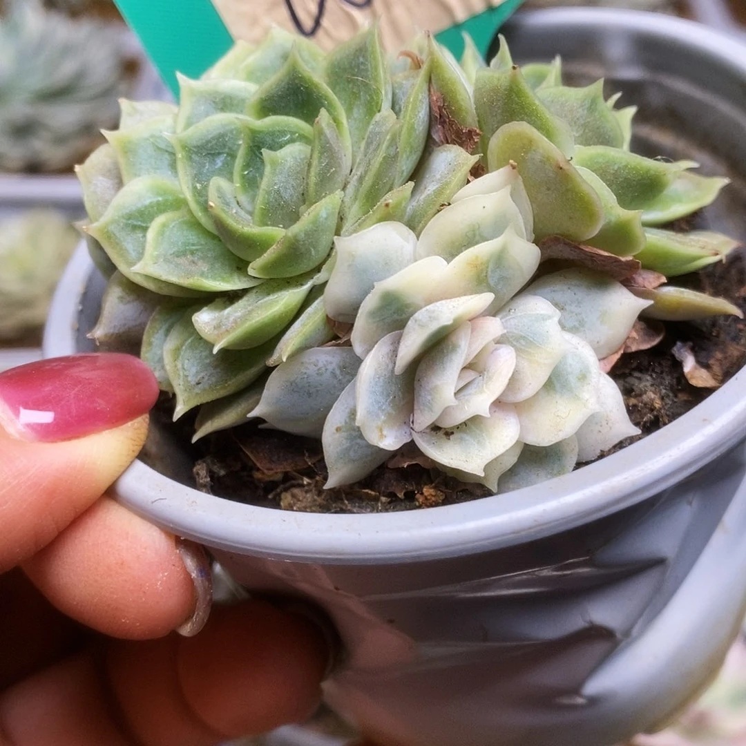 087锦锦锦锦锦锦锦锦锦