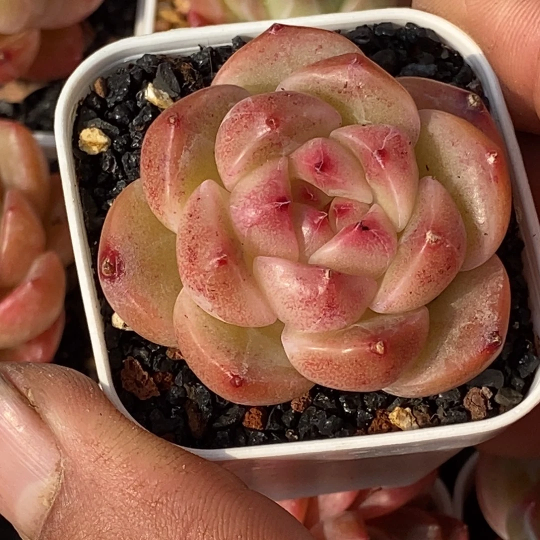 天官赐福百无禁忌