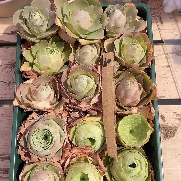 山地玫瑰纸6号，一物一拍15颗