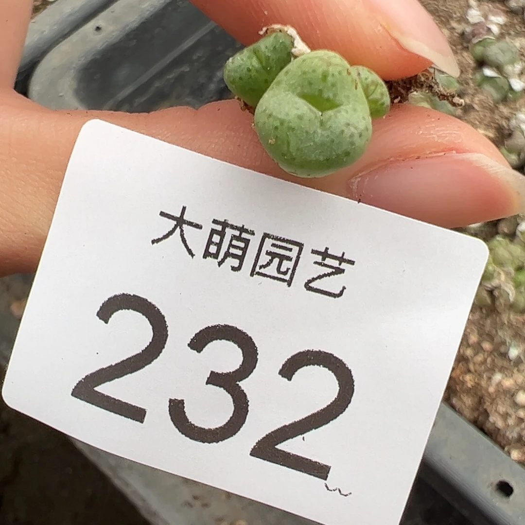 一物一拍。     232