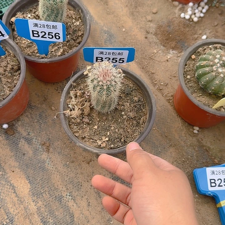 255 实生苗掰花脱土3公分左右