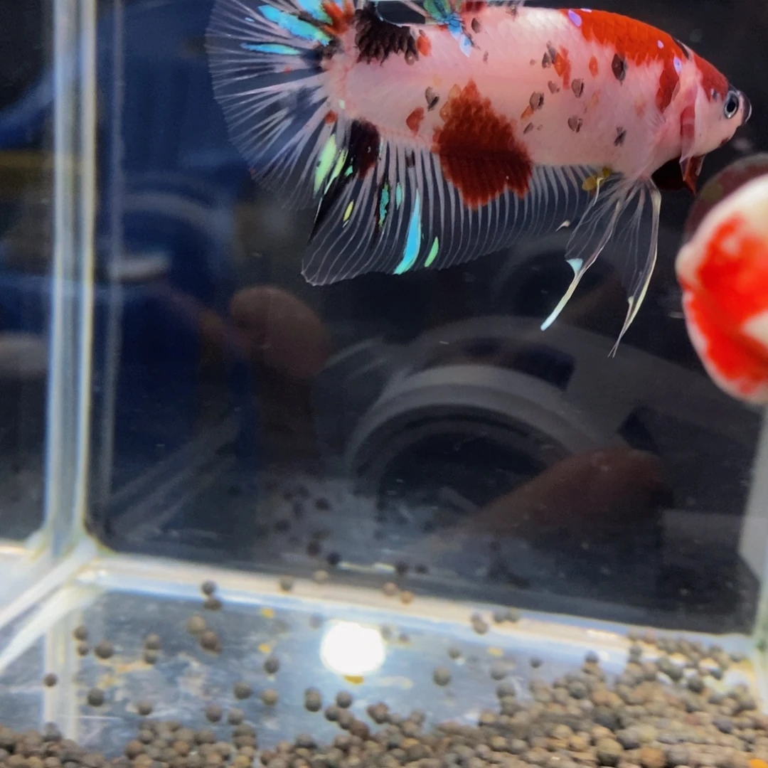 斗鱼401巨斗11111