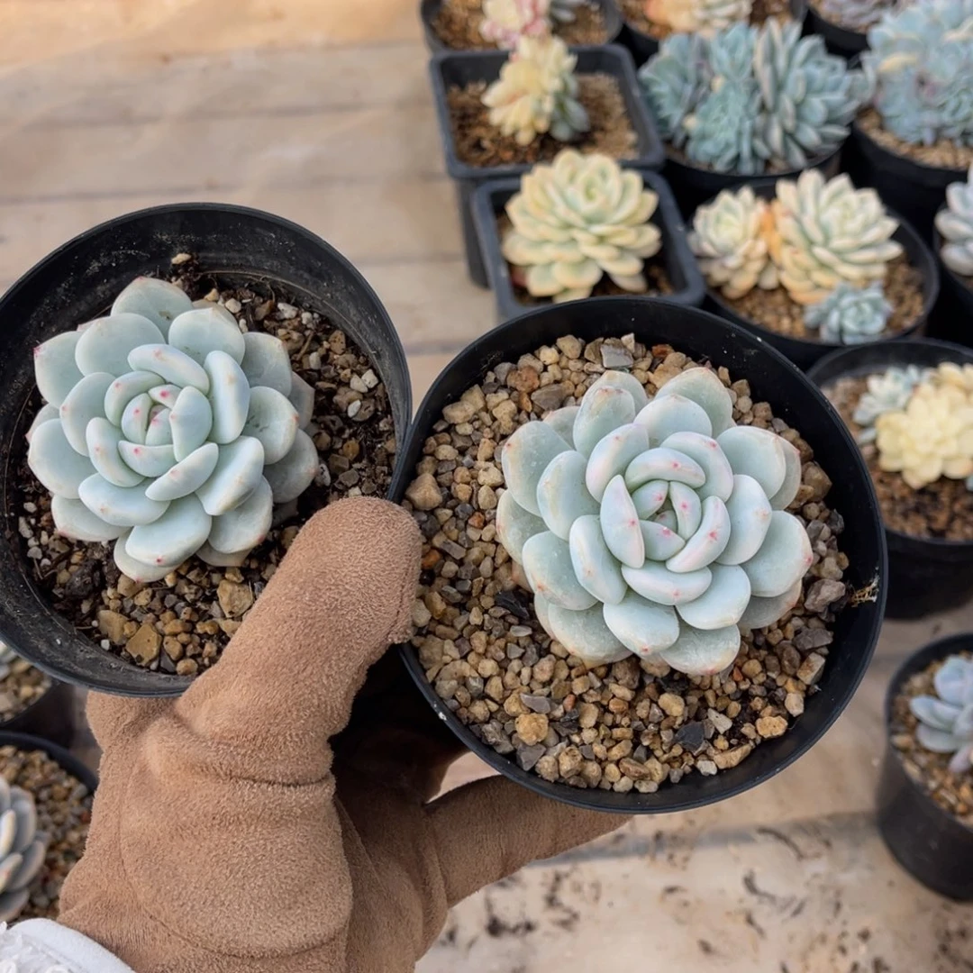 橙梦露锦两颗一物一拍