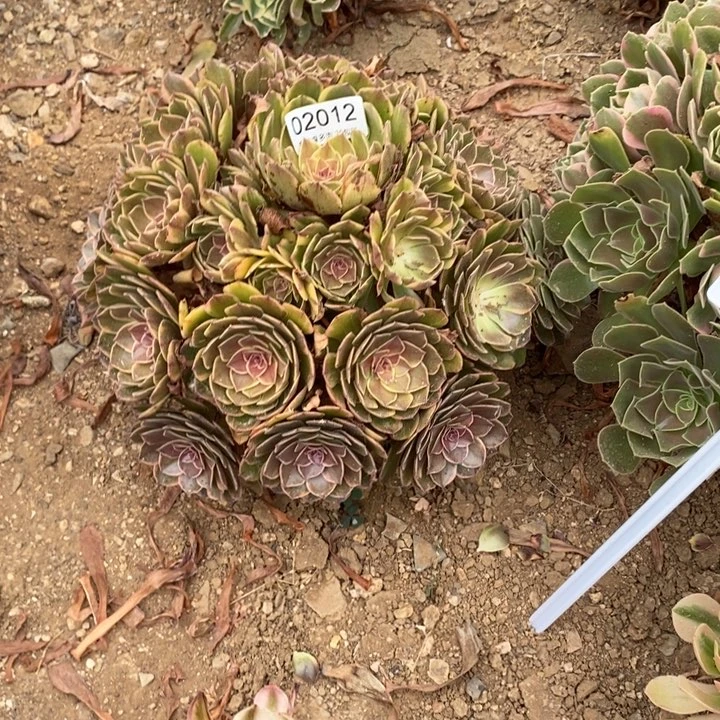 02012半夏多肉植物