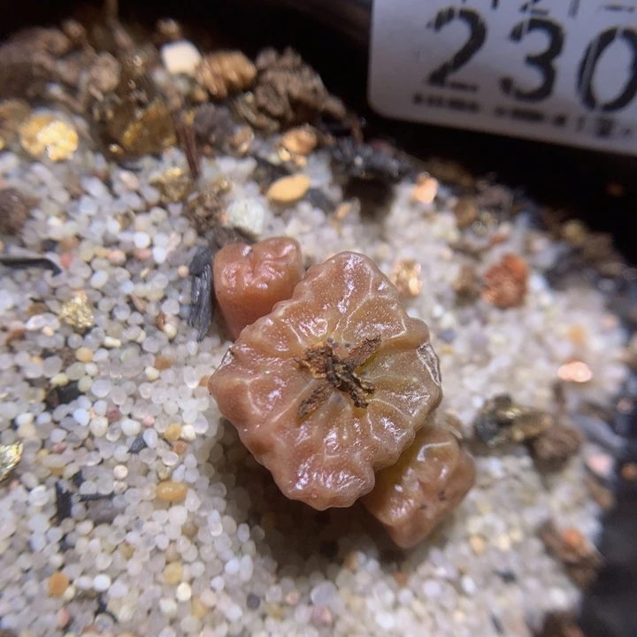 精品生石花121.230疤特