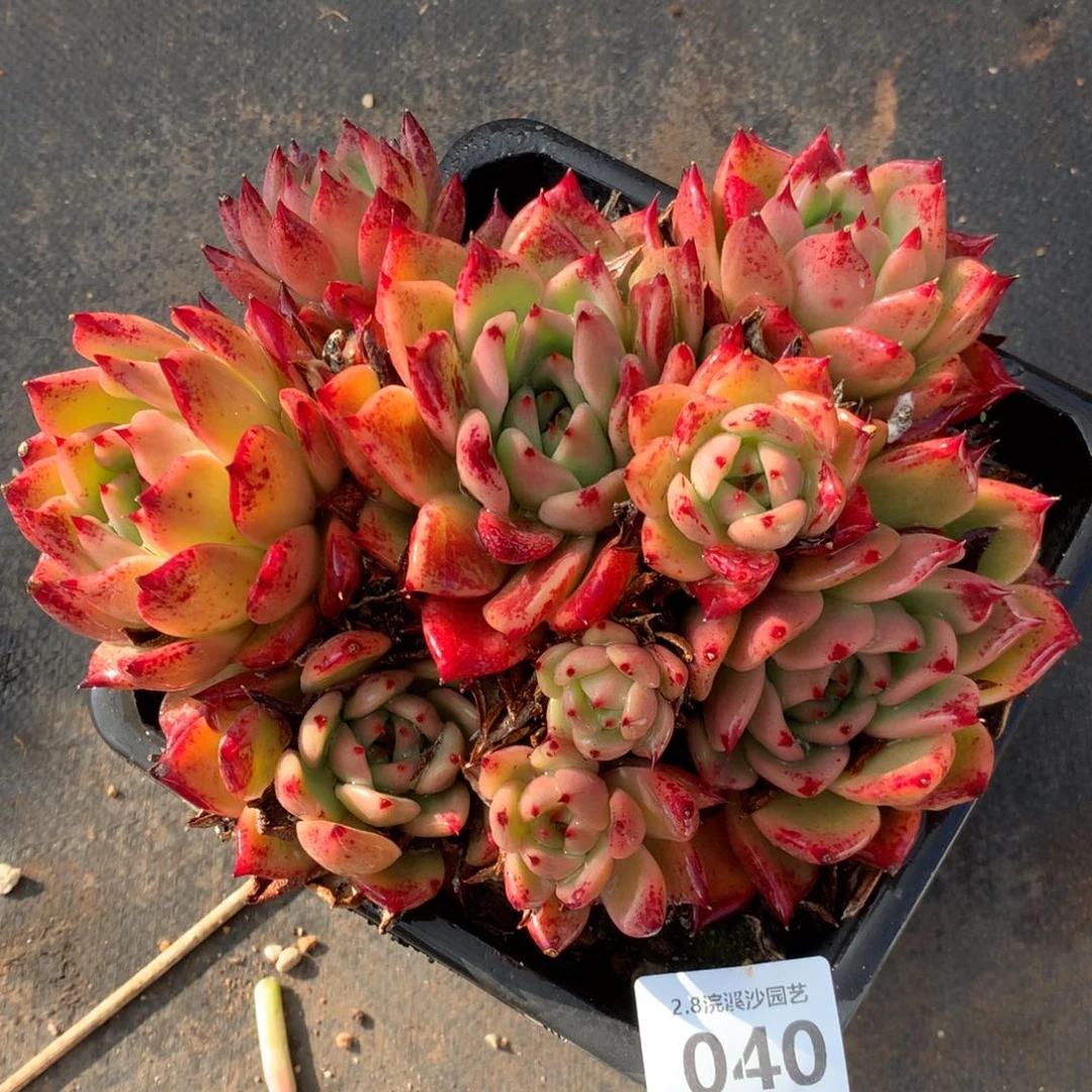 东云040多肉植物