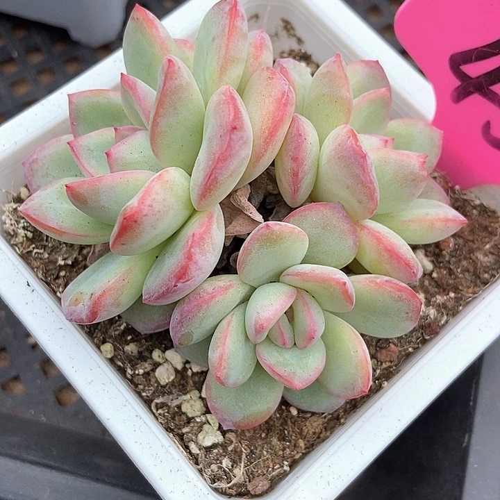 多肉植物泡芙45多肉酱