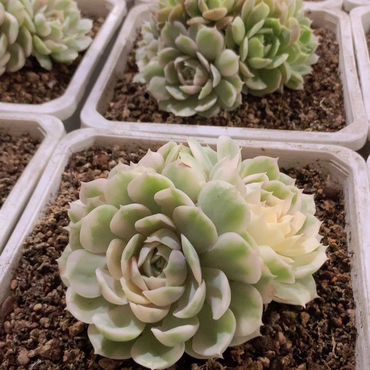 昂斯诺锦三头起发货