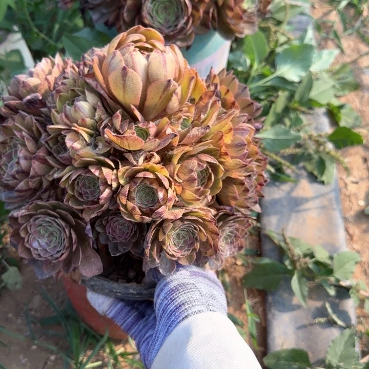 拉丝小亮牌5.88一个多肉植物