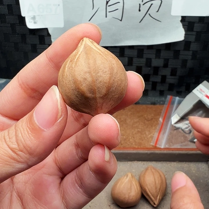 落***泪橄榄核手串/手链橄榄